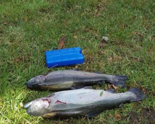 angelsee forellensee tellingstedt