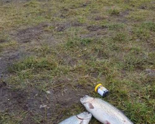 angelsee forellensee tellingstedt