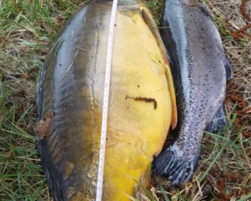 angelsee forellensee tellingstedt