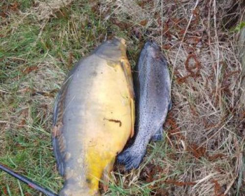 angelsee forellensee tellingstedt