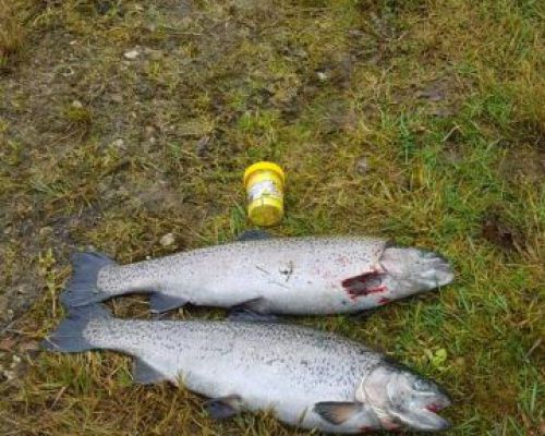 angelsee forellensee tellingstedt