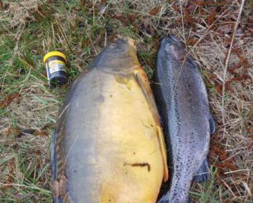 angelsee forellensee tellingstedt