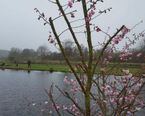 angelsee forellensee tellingstedt