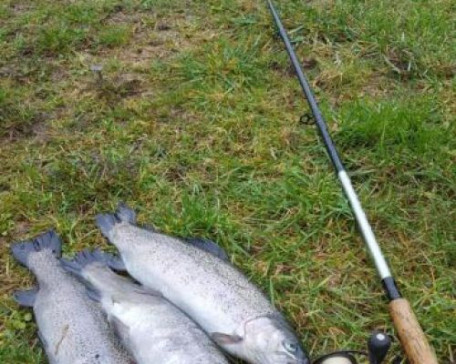 angelsee forellensee tellingstedt