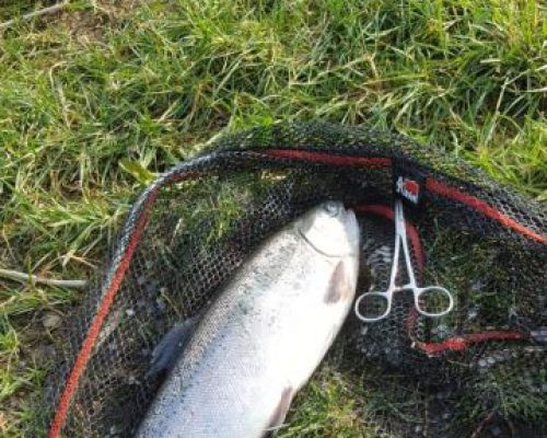 angelsee forellensee tellingstedt