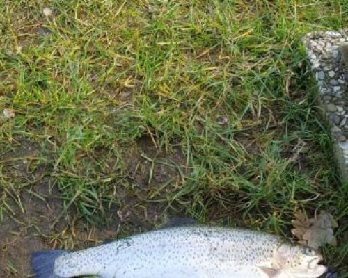 angelsee forellensee tellingstedt