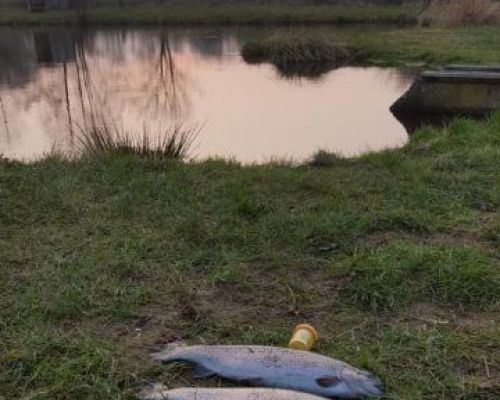 angelsee forellensee tellingstedt