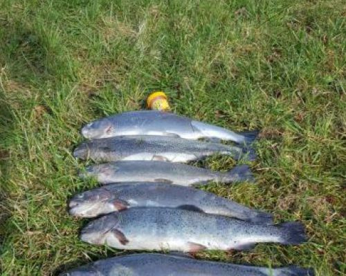 angelsee forellensee tellingstedt