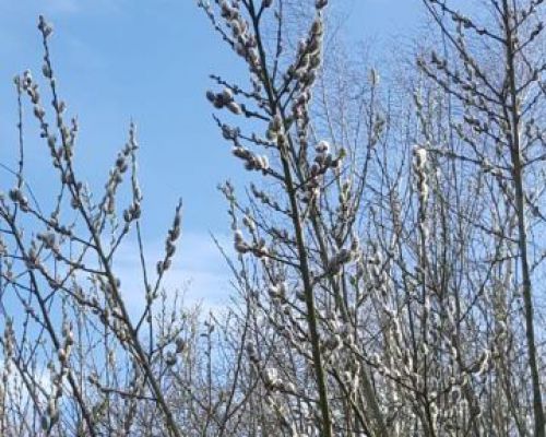 angelsee forellensee tellingstedt