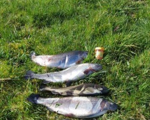 angelsee forellensee tellingstedt