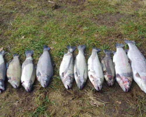 angelsee forellensee tellingstedt