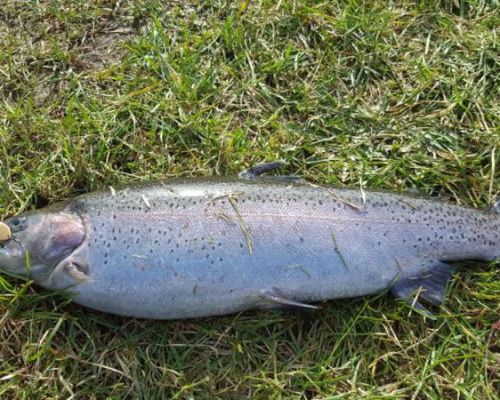angelsee forellensee tellingstedt