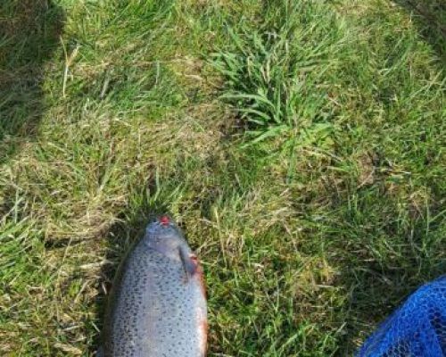 angelsee forellensee tellingstedt