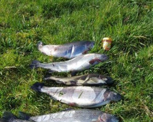 angelsee forellensee tellingstedt