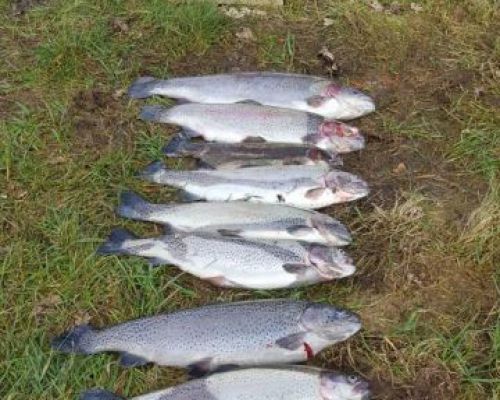 angelsee forellensee tellingstedt