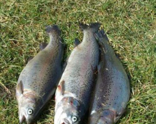 angelsee forellensee tellingstedt