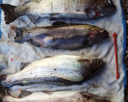 angelsee forellensee tellingstedt