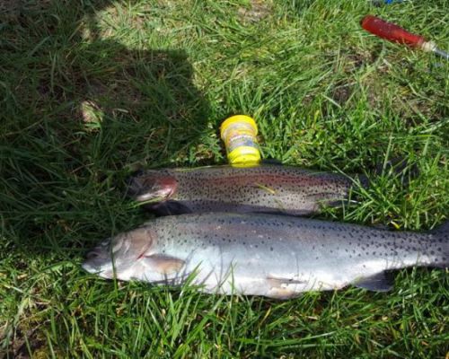 angelsee forellensee tellingstedt