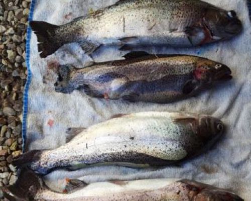 angelsee forellensee tellingstedt