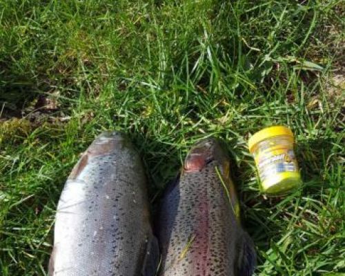 angelsee forellensee tellingstedt