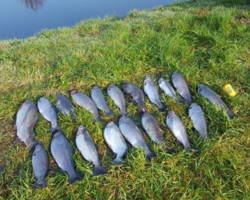 angelsee forellensee tellingstedt