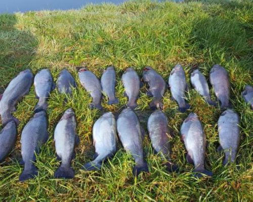 angelsee forellensee tellingstedt