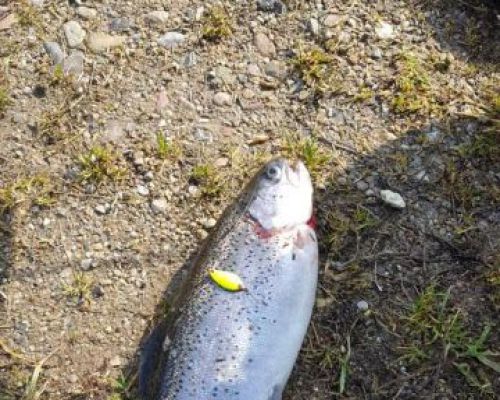 angelsee forellensee tellingstedt