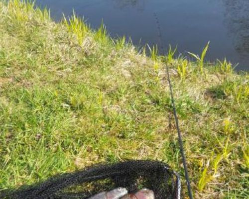 angelsee forellensee tellingstedt