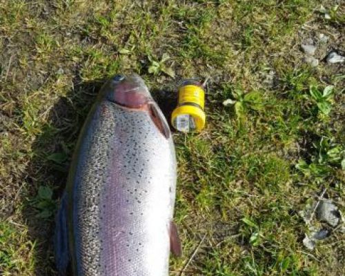 angelsee forellensee tellingstedt