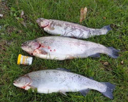 angelsee tellingstedt