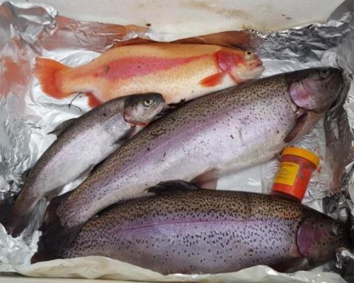 angelsee tellingstedt