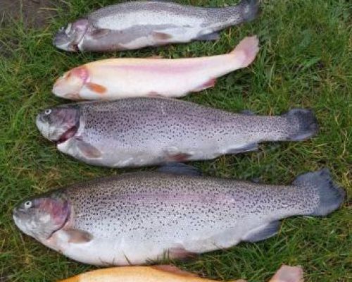 angelsee tellingstedt