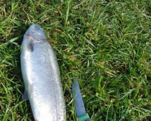 angelsee tellingstedt