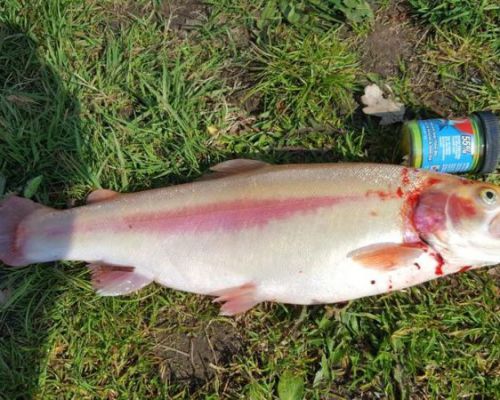 angelsee tellingstedt