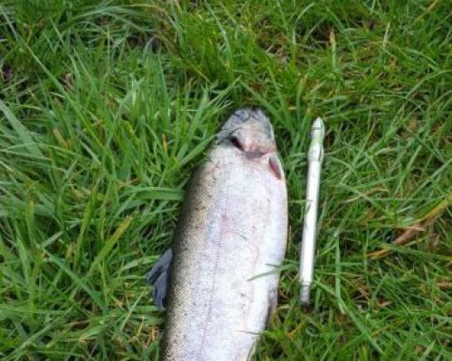 angelsee tellingstedt