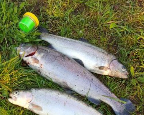 angelsee tellingstedt