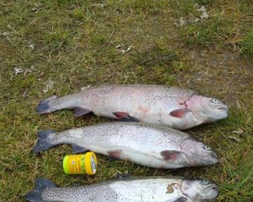 angelsee tellingstedt