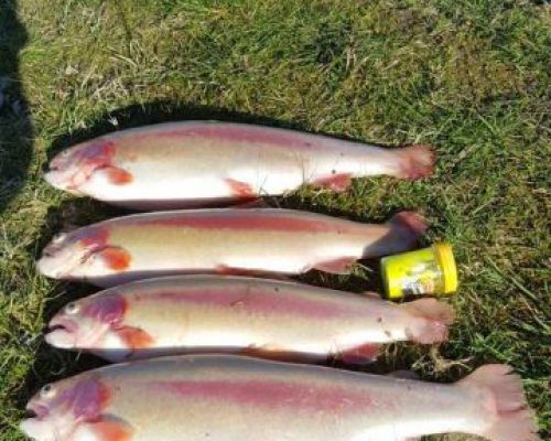 angelsee tellingstedt