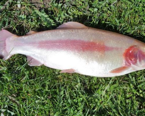 angelsee tellingstedt