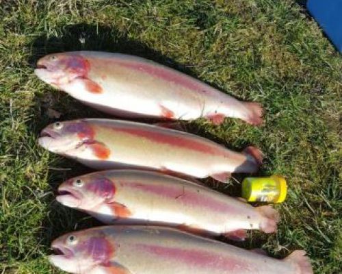 angelsee tellingstedt