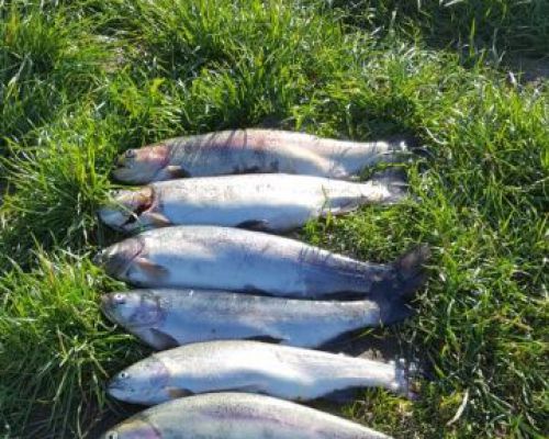 angelsee tellingstedt