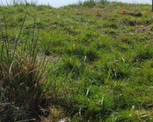 angelsee tellingstedt