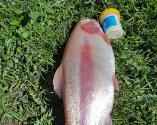 angelsee tellingstedt