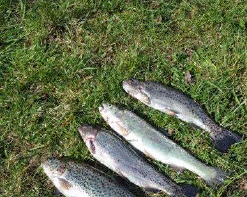 angelsee tellingstedt