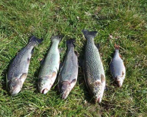 angelsee tellingstedt