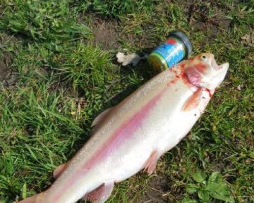 angelsee tellingstedt