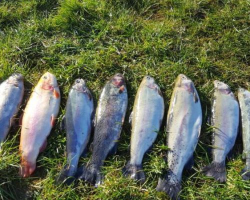 angelsee tellingstedt