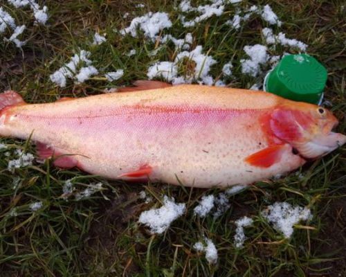 angelsee tellingstedt