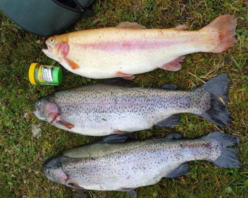 angelsee tellingstedt