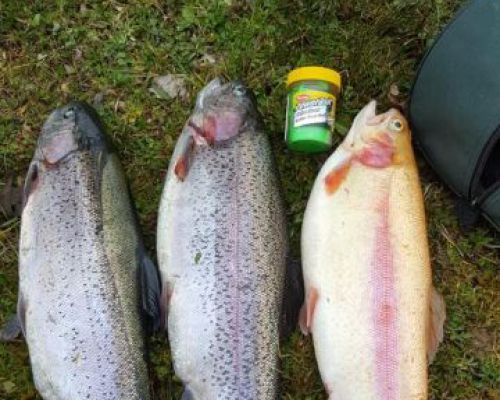 angelsee tellingstedt